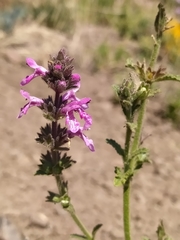 Stachys philippiana
