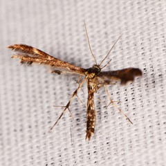 Oxyptilini