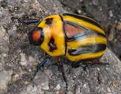 Macraspis cincta