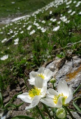 Ranunculus kuepferi