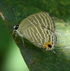 Jamides celeno aelianus