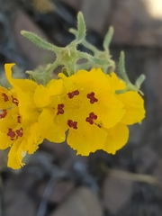 Scyphanthus elegans