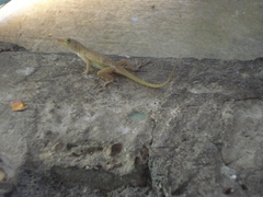 Anolis acutus