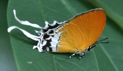 Eooxylides tharis distanti