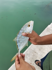 Caranx bartholomaei