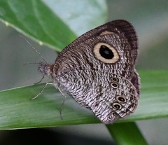 Ypthima horsfieldii humei