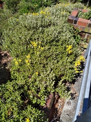 Brachyglottis monroi