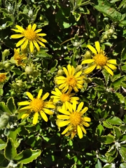 Brachyglottis monroi