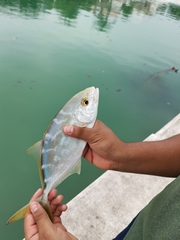 Caranx bartholomaei