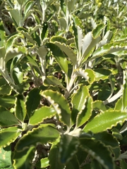 Brachyglottis monroi