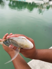 Caranx bartholomaei