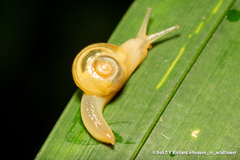 Helicarion perfragilis
