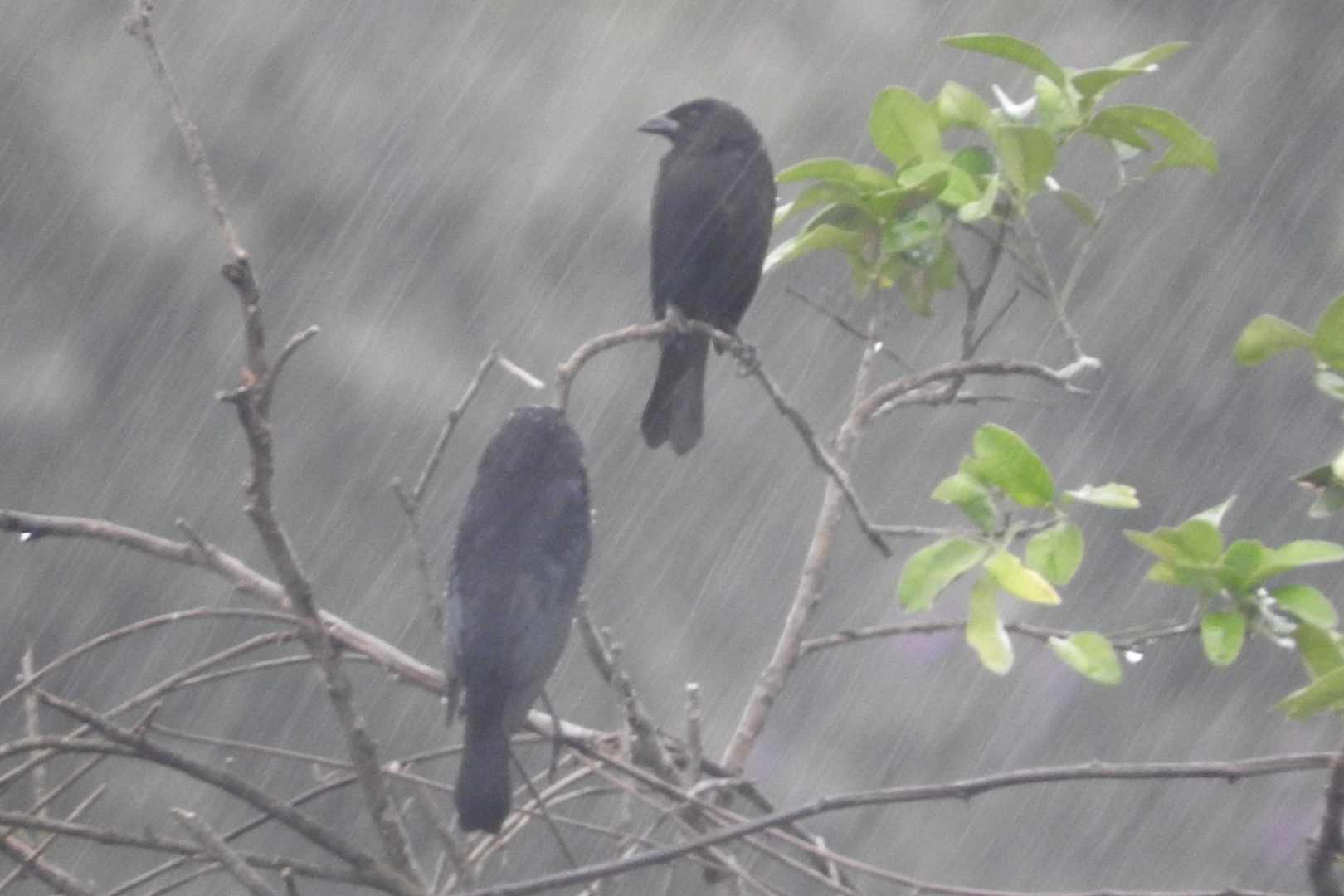 Bronzed Cowbird (Molothrus aeneus)