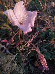 Oenothera acaulis