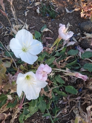 Oenothera acaulis