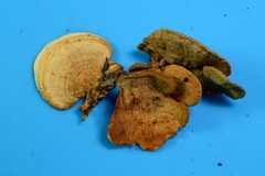 Steccherinum rawakense