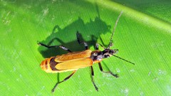 Chauliognathus atroscutellaris