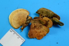 Steccherinum rawakense