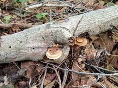 Steccherinum rawakense