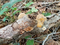 Steccherinum rawakense