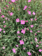 Oenothera rosea image