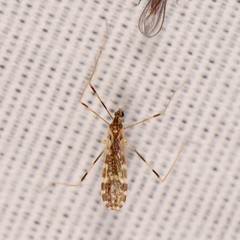 Erioptera