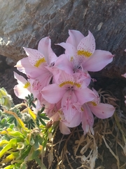 Alstroemeria pallida