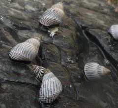 Echinolittorina ziczac