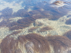 Gracilaria chilensis