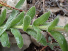 Lepidium hirtum