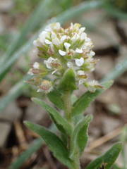 Lepidium hirtum