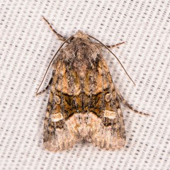 Lacinipolia olivacea