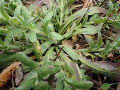 Lepidium hirtum