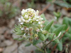 Lepidium hirtum