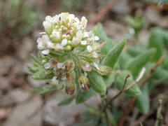 Lepidium hirtum