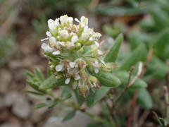 Lepidium hirtum