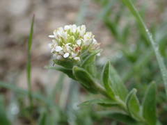 Lepidium hirtum