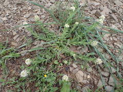 Lepidium hirtum