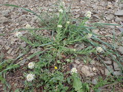 Lepidium hirtum