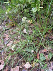 Lepidium hirtum