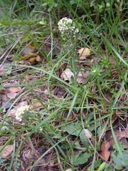 Lepidium hirtum