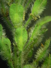Lepidium hirtum