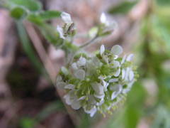 Lepidium hirtum
