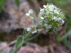 Lepidium hirtum