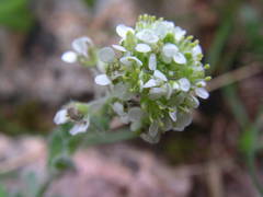 Lepidium hirtum