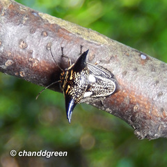 Alcimocoris coronatus