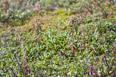 Koenigia tripterocarpa