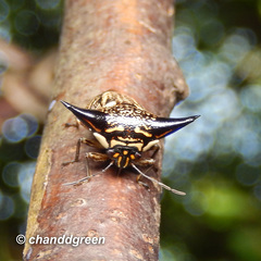 Alcimocoris coronatus