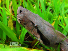 Boa constrictor constrictor