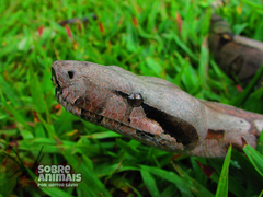 Boa constrictor constrictor